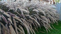 Pennisetum macrostachyum