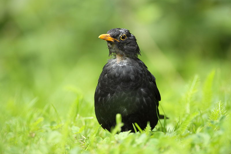 File:Turdus merula 4.JPG