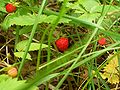 Thumbnail for File:Ulibarri-wild-strawberries-4590.jpg