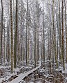 Forest in winter