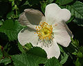 Rosa corymbifera