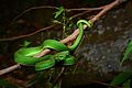 Trimeresurus albolabris, White-lipped pit viper (adult, male) - Kaeng Krachan National Park