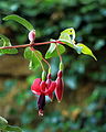 Fuchsia 'Ciske De Rat'