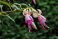 Fuchsia 'Toos'.