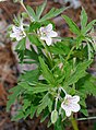 Geranium rivulare