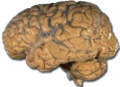 NIH image of brain