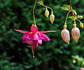 Fuchsia 'Susie Olcese'.