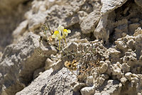 Linaria supina