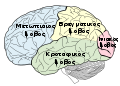 lobes of the brain (color added)