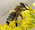 Carniolan honeybee on Solidago