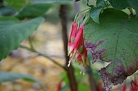 Fuchsia campii