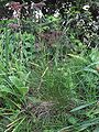 Festuca rubra var. commutata / Festuca nigrescens