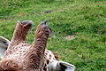 Giraffe Ossicones at Binder Park Zoo.