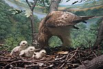 Thumbnail for File:Milwaukee Public Museum March 2023 73 (Wisconsin Birds--Wisconsin Fields and Woods, Red-Tailed Hawk).jpg