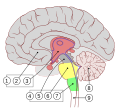 middle sagittal section