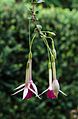 Fuchsia 'All Summer Beauty'.