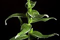 Lilium lancifolium var. concolor Leaves and bulbils