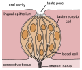 Deutsch: Schematische Darstellung einer Geschmacksknospe English: Schematic drawing of a taste bud