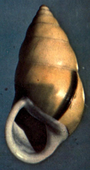 Thumbnail for File:Amphidromus perversus butoti infraviridis shell.png