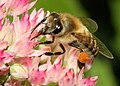 Carniolan honeybee on Sedum telephium