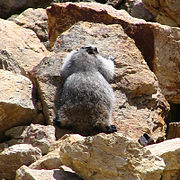 Unidentified (from Denali National Park)