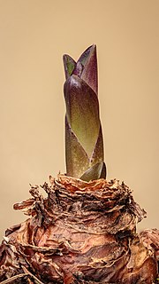 Thumbnail for File:Eucomis montana, Ananasplant, Kuiflelie. 16-05-2021. (d.j.b).jpg