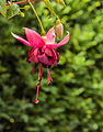 Fuchsia 'Charelke Dop'.