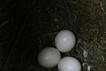 Nest with eggs; Sweden