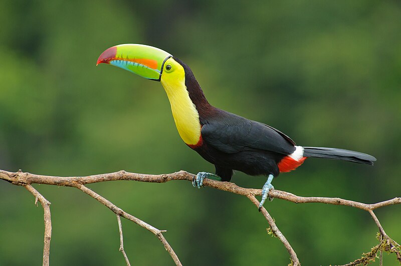 File:Keel billed toucan costa rica.jpg