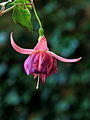 Fuchsia 'Ajax'.