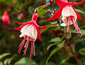 Fuchsia 'Twinny'.