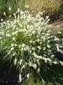 Pennisetum villosum 'Feathertop'