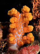 Soft coral peach komodo