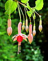 Fuchsia 'Belle de Spa'.