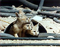 Kit fox pups at the Nevada Test Site