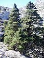 Pinsapar de Froncaire, Sierra de las Nieves, Andalucia, España