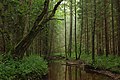 Forest in Estonia