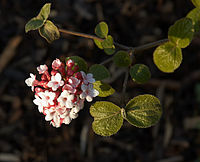 Viburnum carlesii