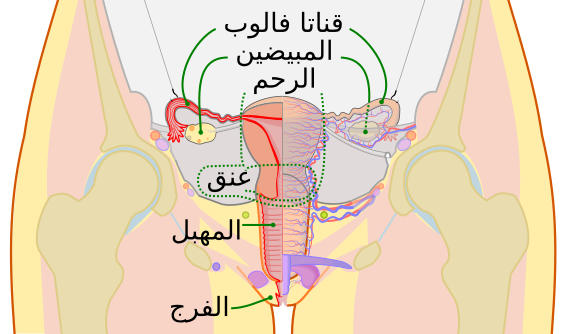 File:Scheme female reproductive system-ar.svg