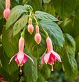 Fuchsia 'Geesche'.