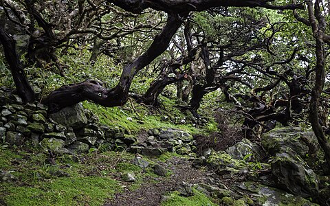 forest Deutsch: Alte Bäume im Wald