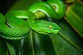 Trimeresurus gumprechti, Gumprecht’s green pit viper (adult, female) - Phu Suan Sai National Park