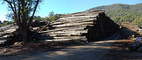 Log dump in Victoria, Australia.