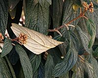 Viburnum rhytidophyllum