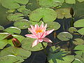 Nymphaea 'Colorado' (Strawn, 1994)