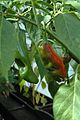 Fruits of C. annuum cv. 'NuMex Big Jim'