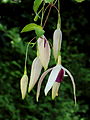 Fuchsia 'Windhapper'.