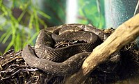 Bothrops alcatraz