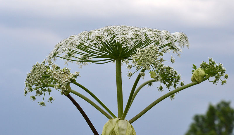 File:Heracleum mantegazzianum 07-1.jpg