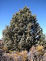 Juniperus occidentalis